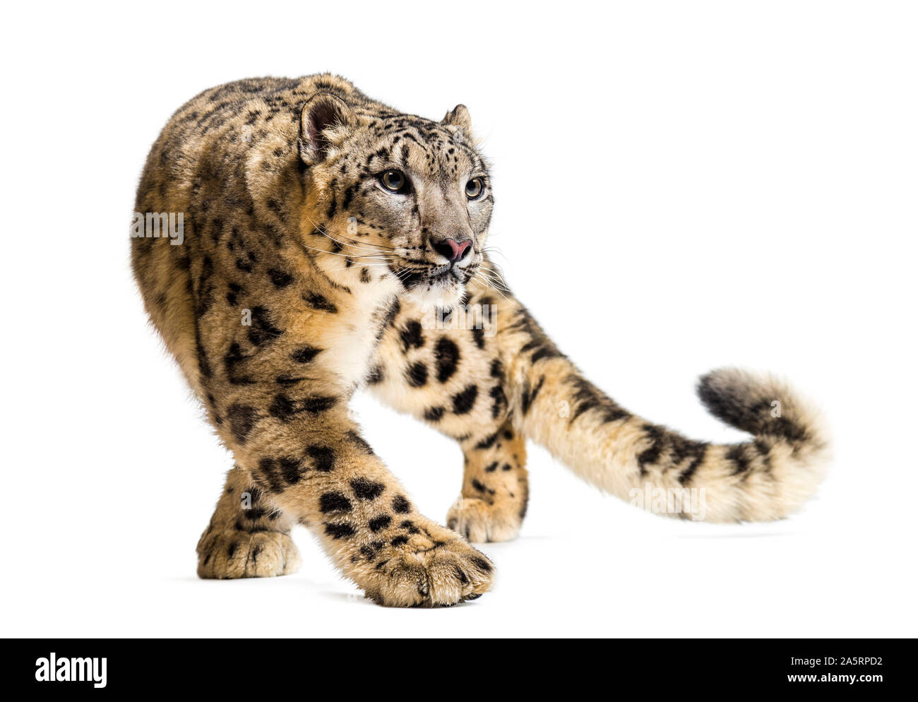 Snow Leopard Panthera uncia, auch als die Unze gehen gegen weiße Hintergrund bekannt Stockfoto