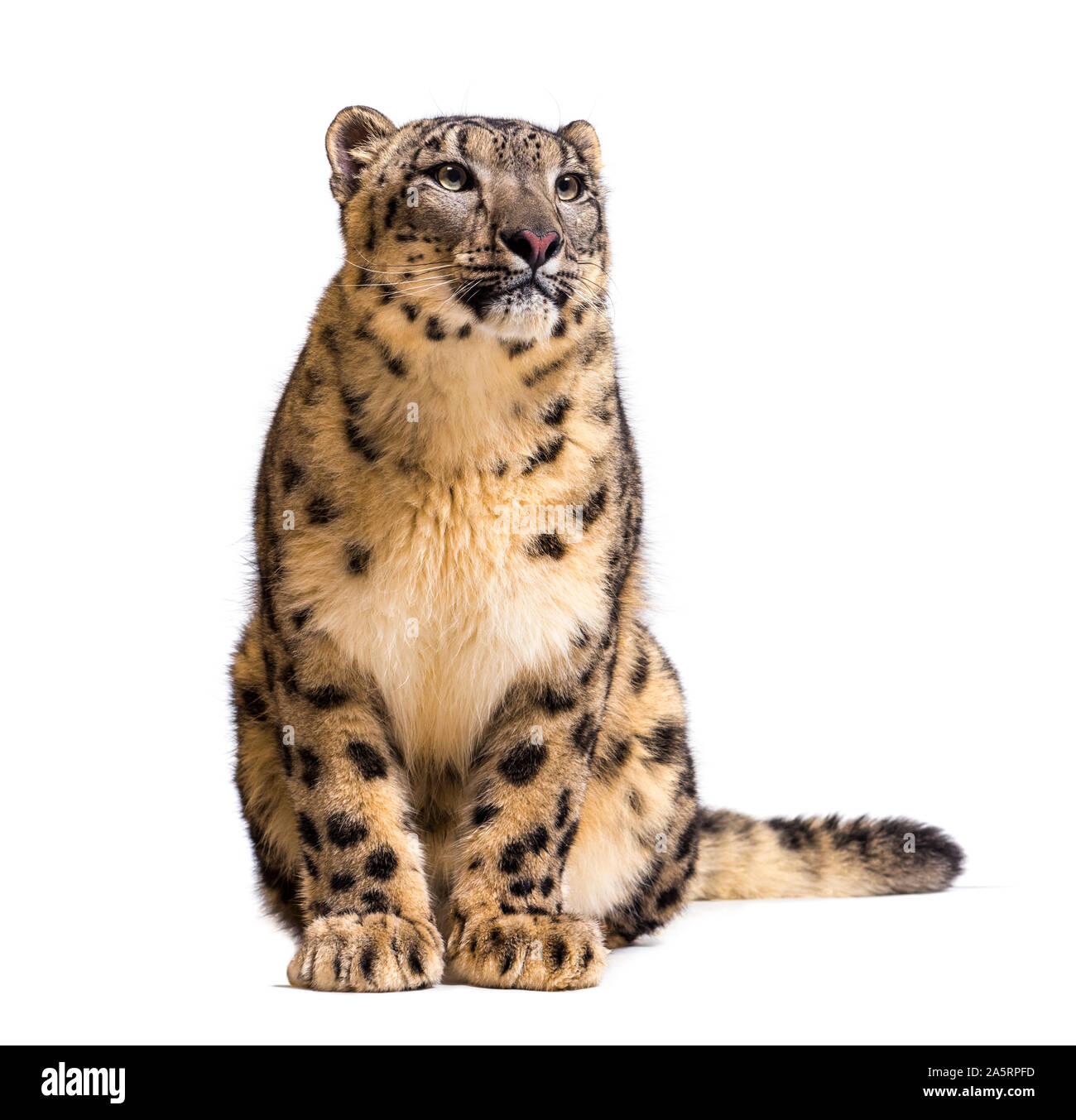 Snow Leopard Panthera uncia, auch als die Unze sitiing gegen weiße Hintergrund bekannt Stockfoto