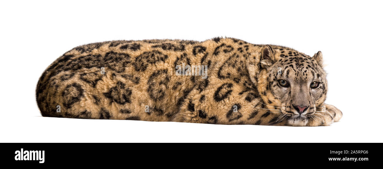 Snow Leopard Panthera uncia, auch bekannt als die Unze nach unten gegen die weißen Hintergrund liegend Stockfoto
