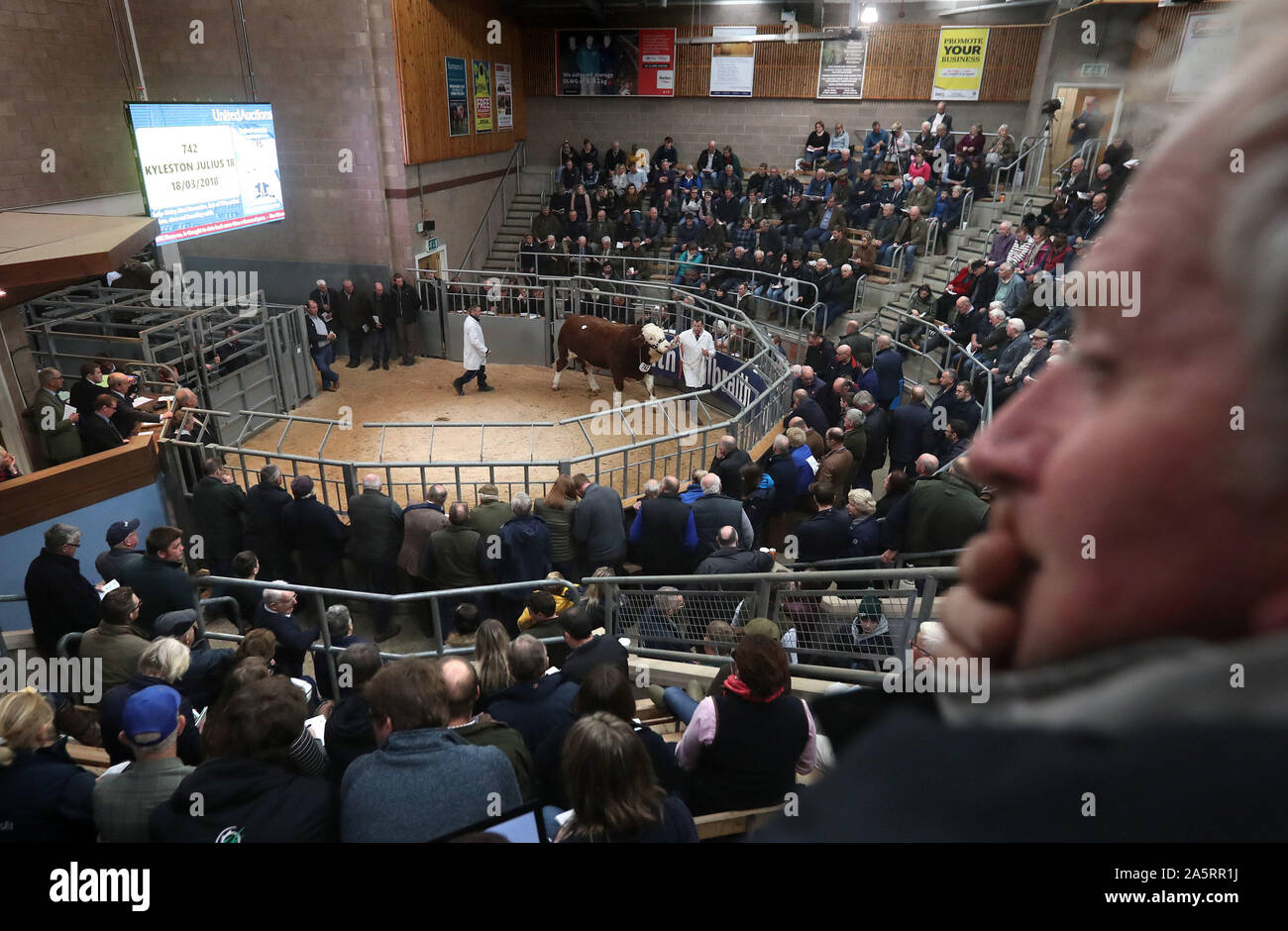 Ein fleckvieh Bulle ist im Verkauf Ring an der Stirling stier Sales bei Stirling landwirtschaftliches Zentrum vorgeführt. PA-Foto. Bild Datum: Dienstag, 22. Oktober 2019. Siehe PA Geschichte Tiere Stiere. Photo Credit: Andrew Milligan/PA-Kabel Stockfoto