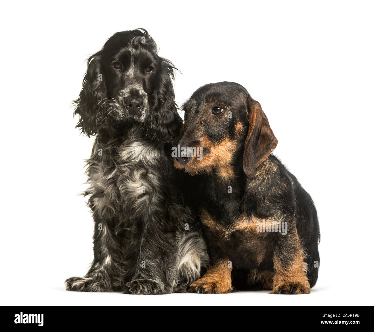 Cocker Spaniels und Dackel vor weißem Hintergrund sitzen Stockfoto