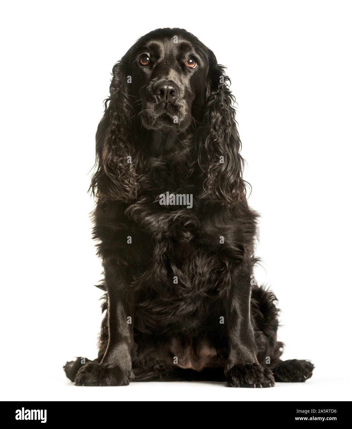 Cocker Spaniel sitzend vor weißem Hintergrund Stockfoto