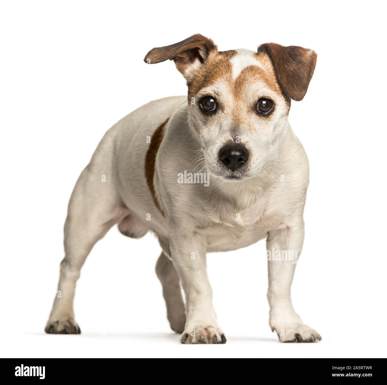 Alten Jack Russell Terrier, 14 Jahre alt, gegen weißen Hintergrund Stockfoto