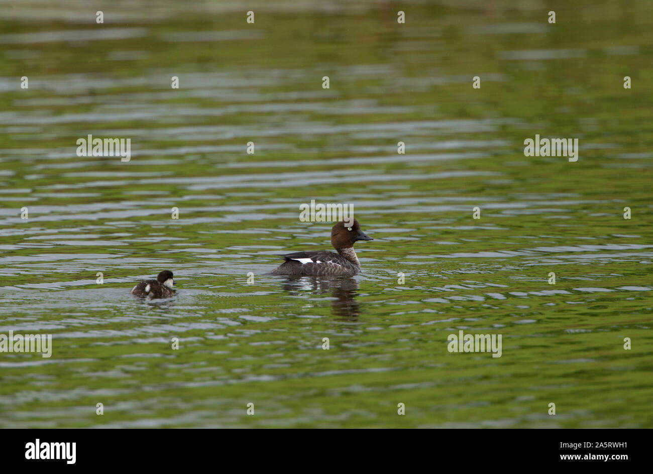 Schellente, Bucephala clangula, alleinstehenden Frauen und single Entlein schwimmen auf LOCHAN. Schottland, Großbritannien. Stockfoto