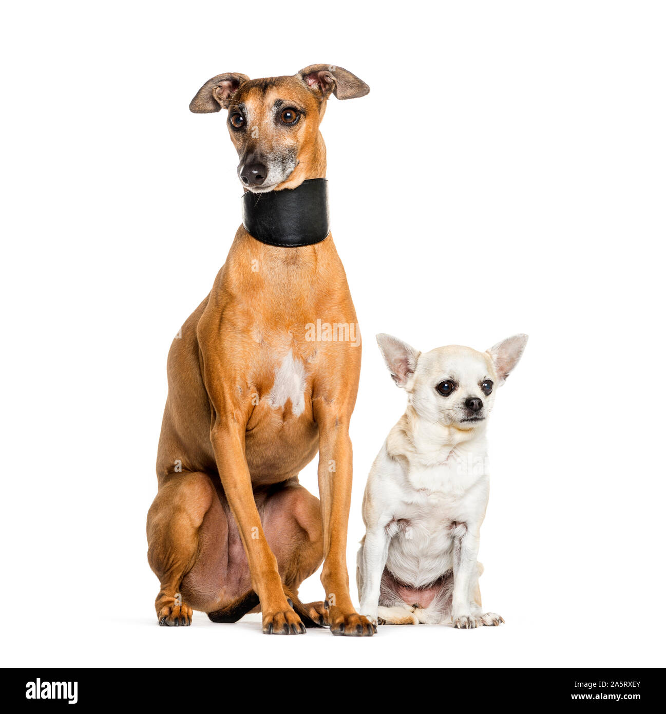 Italienische Windspiel und einen Chihuahua gegen den weißen Hintergrund sitzen Stockfoto