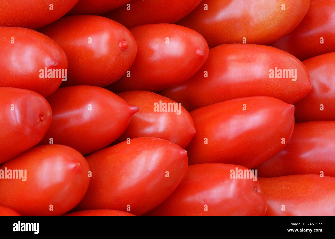 Hintergrund rot reife Tomaten San Marzano Qualität zum Verkauf an's Supermarkt Stockfoto