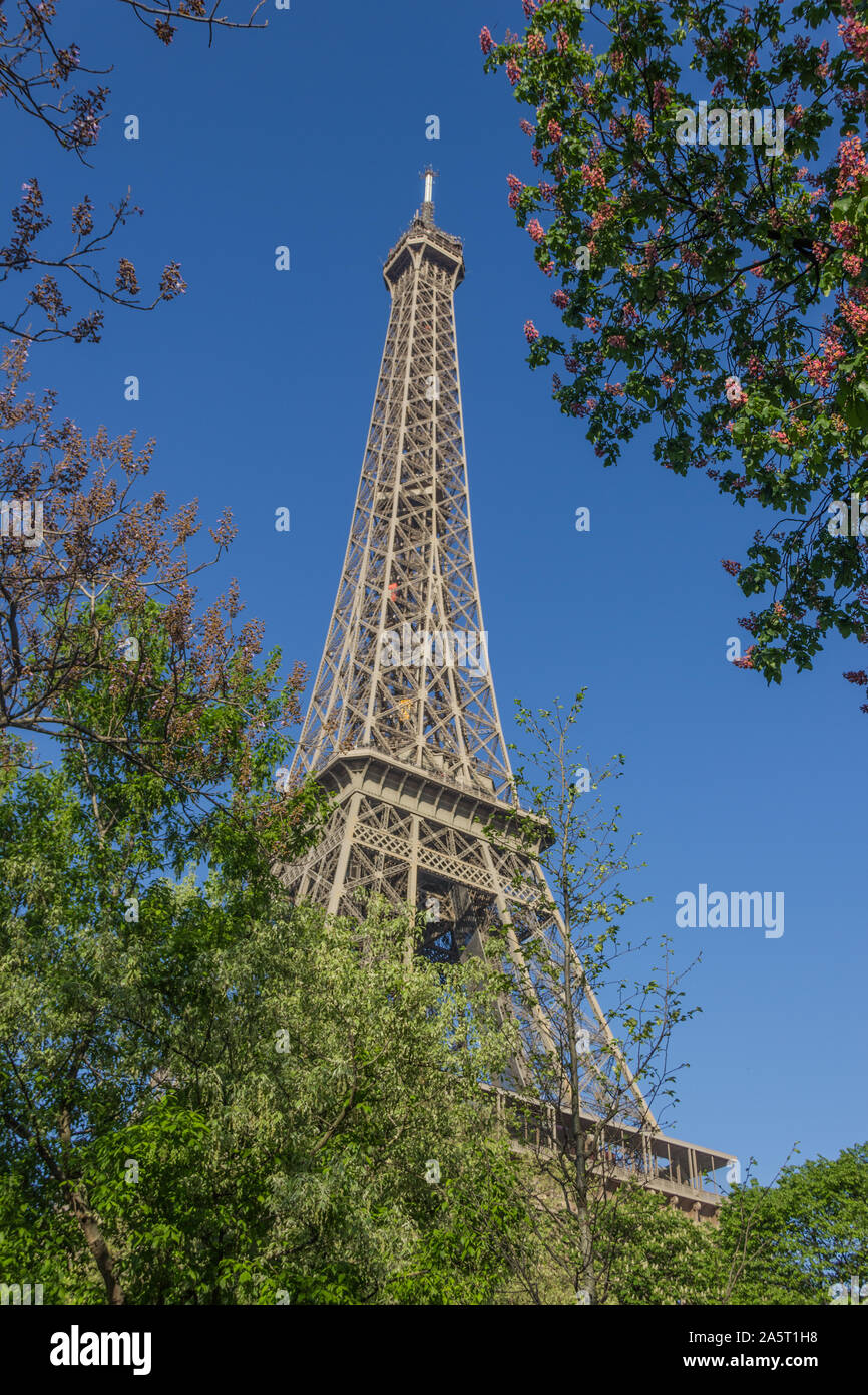 Ein Bild der Eiffelturm als durch einige in der Nähe Vegetation gesehen. Stockfoto