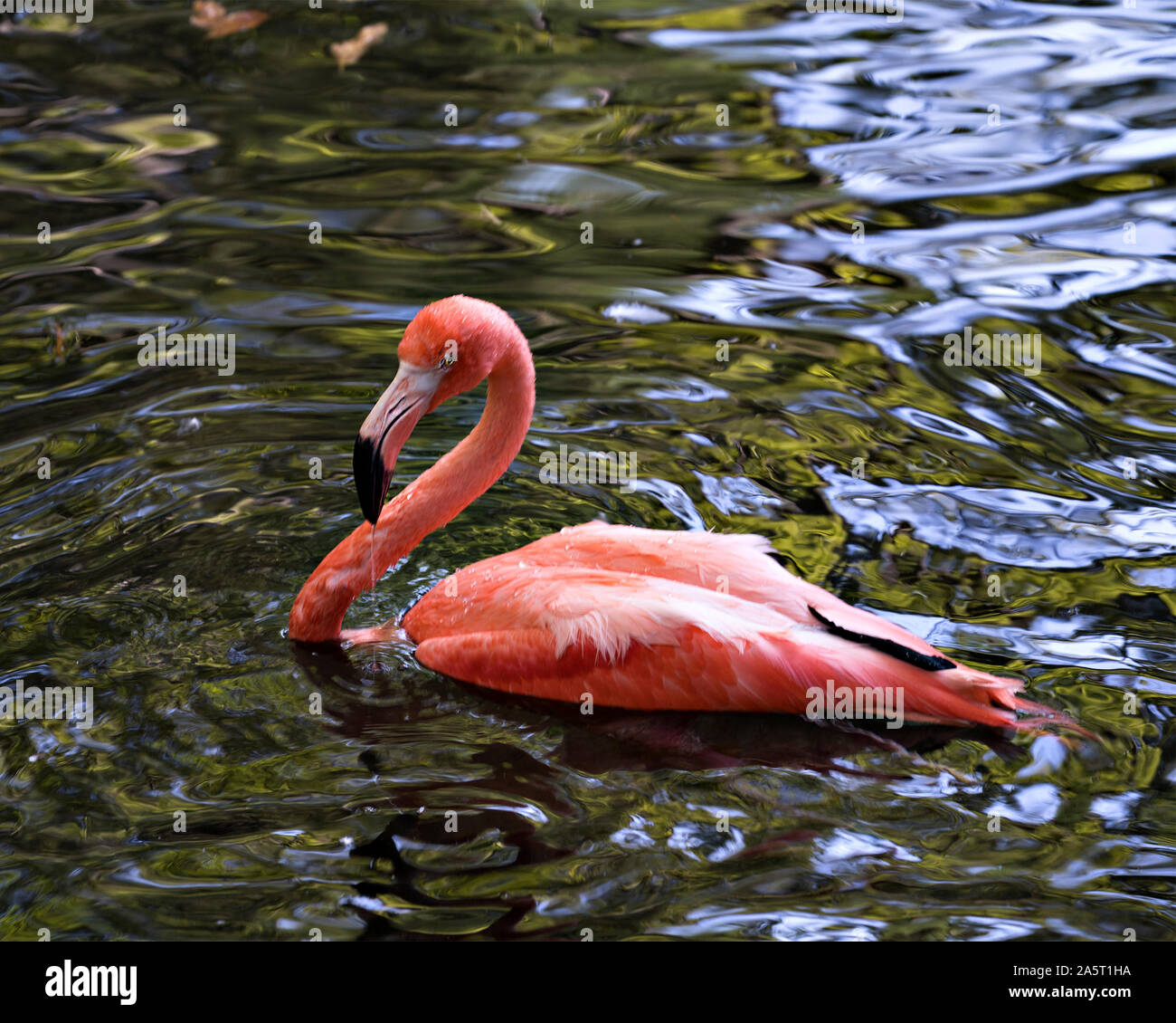 Flamingo Vogel im Wasser seine Körper, Gefieder, langen Hals, Beck, Auge und genießen Ihre baden in seiner Umgebung und Umwelt. Stockfoto