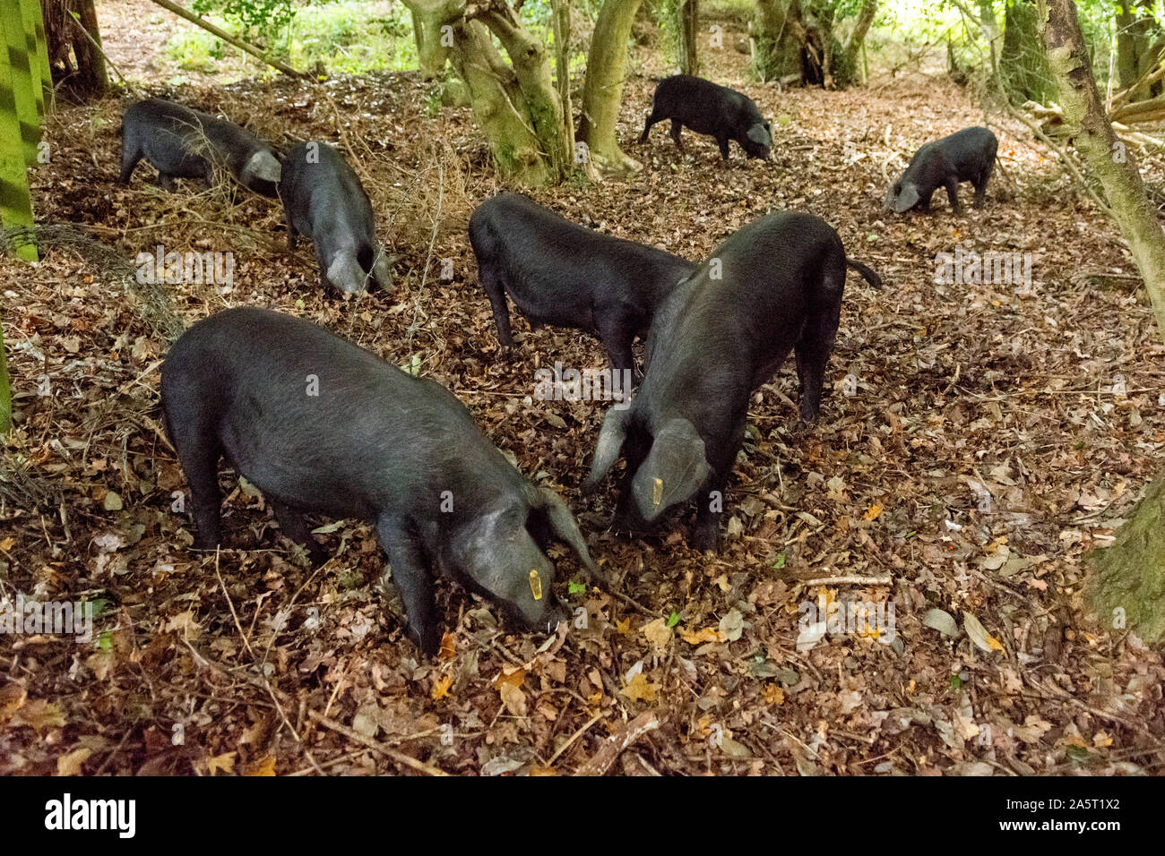 New Forest schweine Futter für Muttern unter den gefallenen Blätter im Herbst pannage. Stockfoto