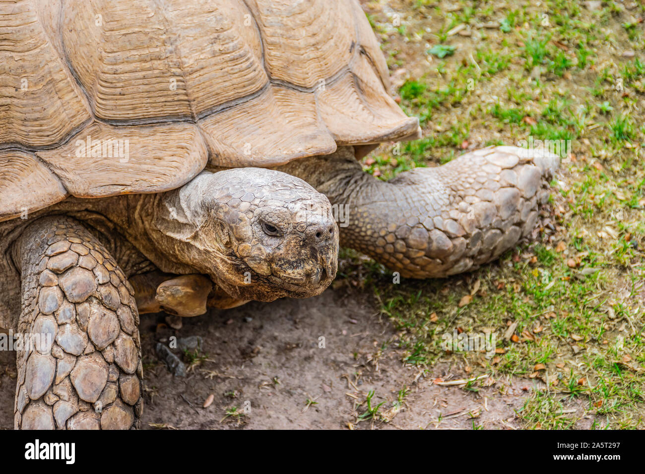 Nahaufnahme von Riesenschildkröte auf grünem Gras. Land Reptil. Stockfoto