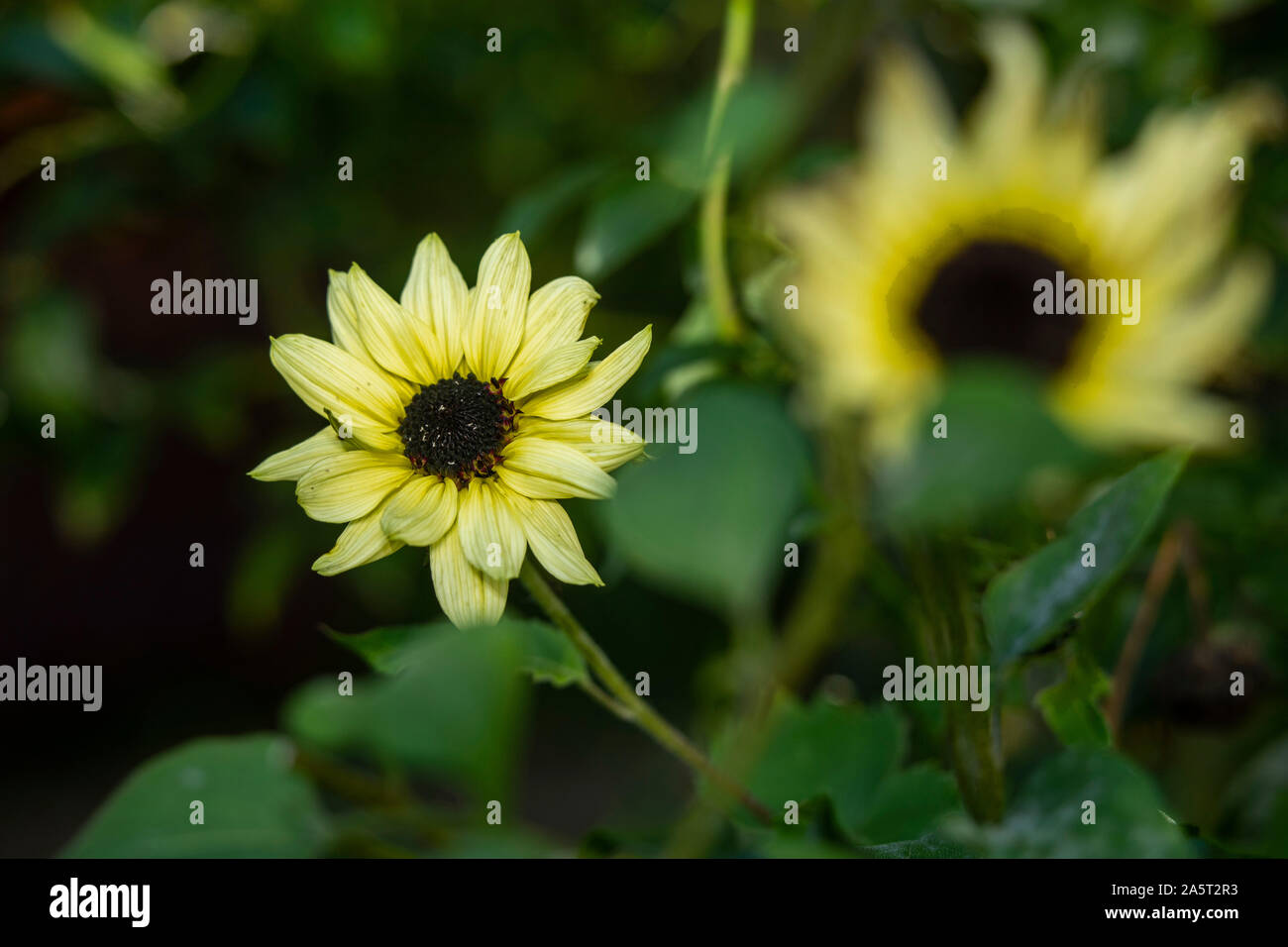 Helianthus annuus 'VALENTINE' (Gemeinsame Sonnenblumenöl) Stockfoto