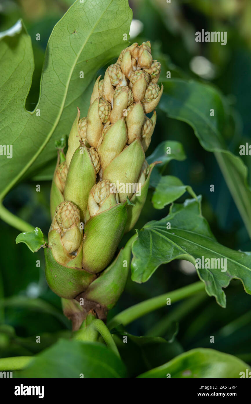 Flowe Köpfe/Samenköpfe bilden auf fatsia japonica in Devon Garten. Stockfoto