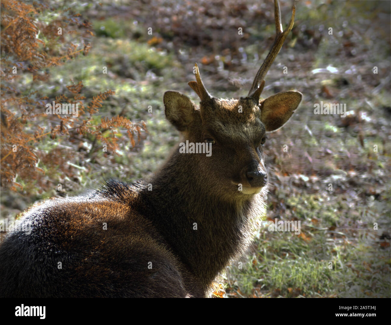 Sika deer Nähe zu England Stockfoto