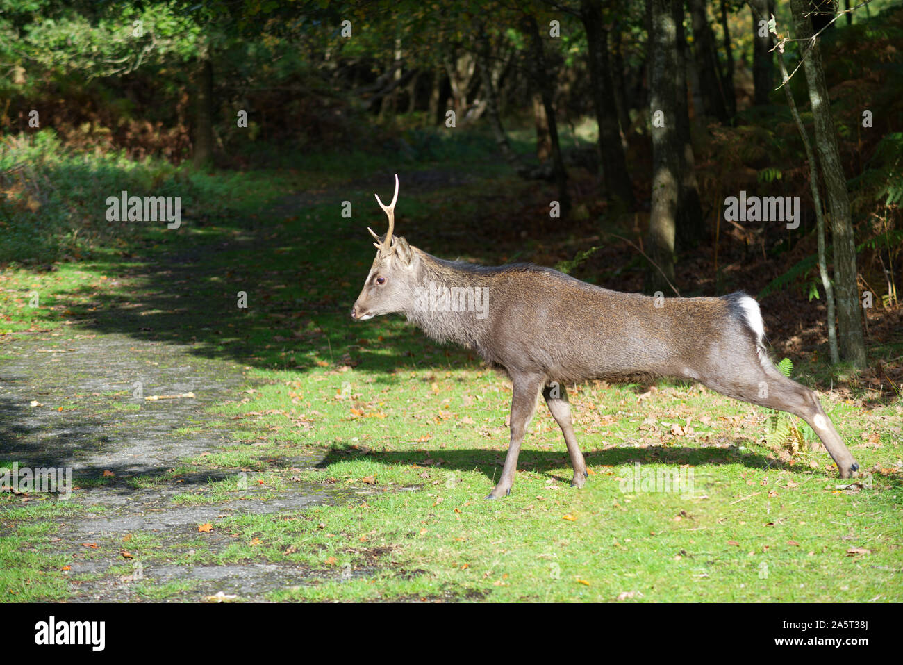 Sika deer Nähe zu England Stockfoto