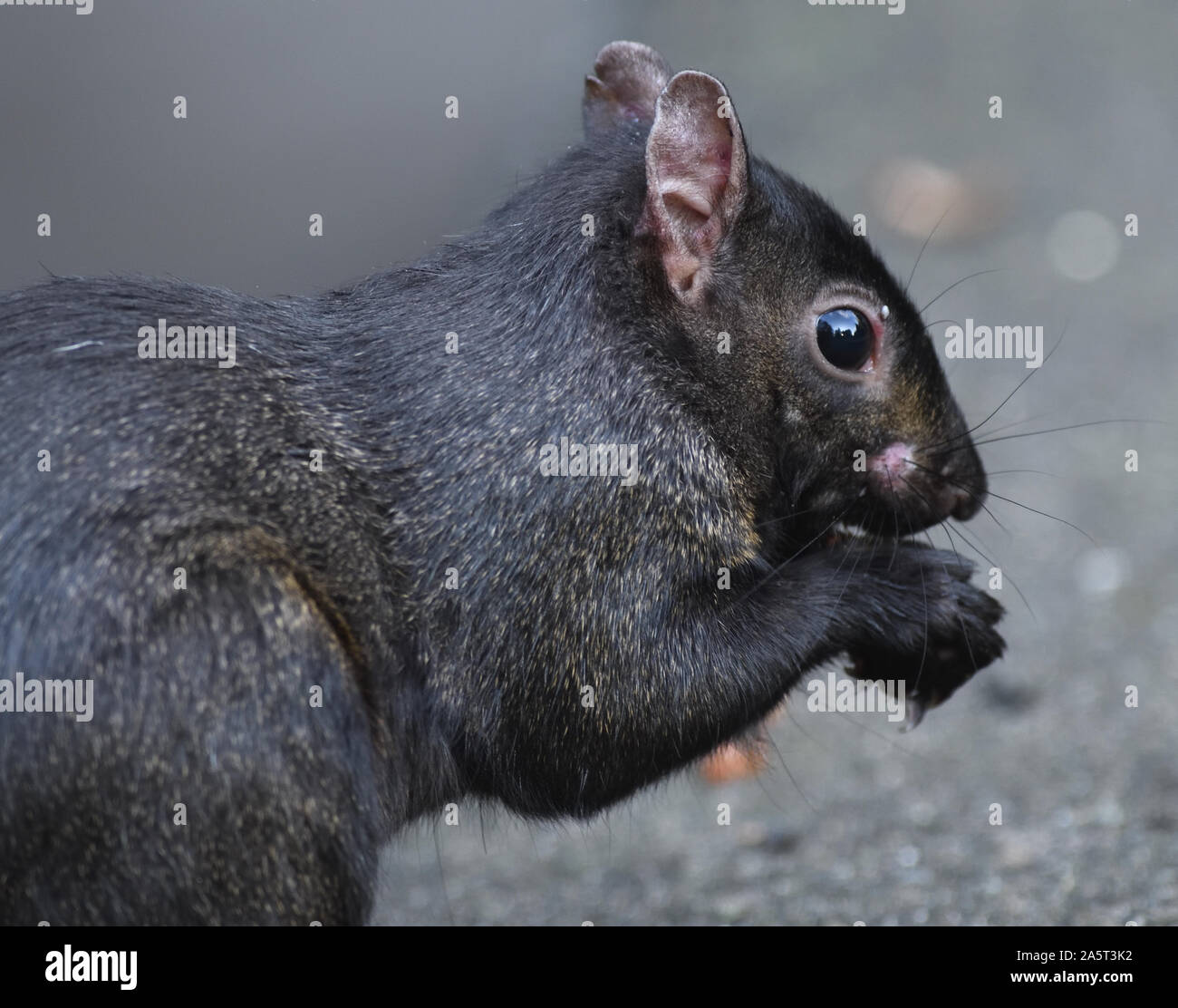 Ein sehr dunkles westgraues Eichhörnchen (Sciurus griseus). . Stanley Park, Vancouver, British Columbia, Kanada. Stockfoto