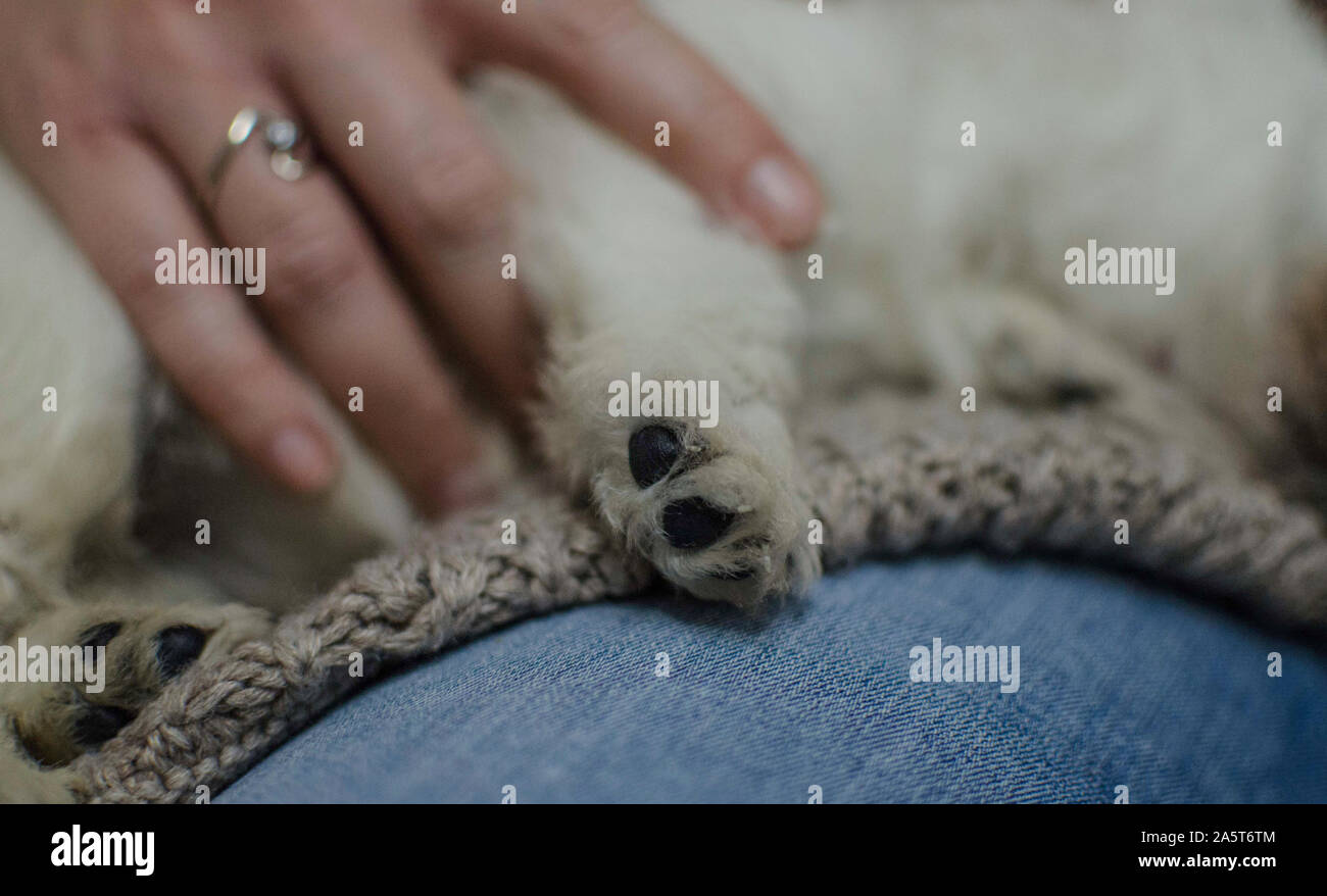 Nahaufnahme einer Tatze einer verschlafenen Welpe (West Highland White Terrier, Westie, westy). Kaukasische Frau ihren Hund streicheln. Selektiver Fokus auf die Pfote und Jeans. Stockfoto