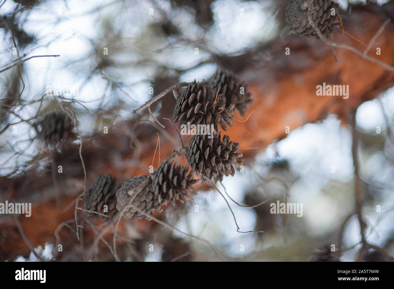 Green mountain pine Pinus mugo closeup mit jungen Kegel auf unscharfe Bunte Herbst Wald Hintergrund mit schönen Bokeh. Thema Weihnachten Stockfoto