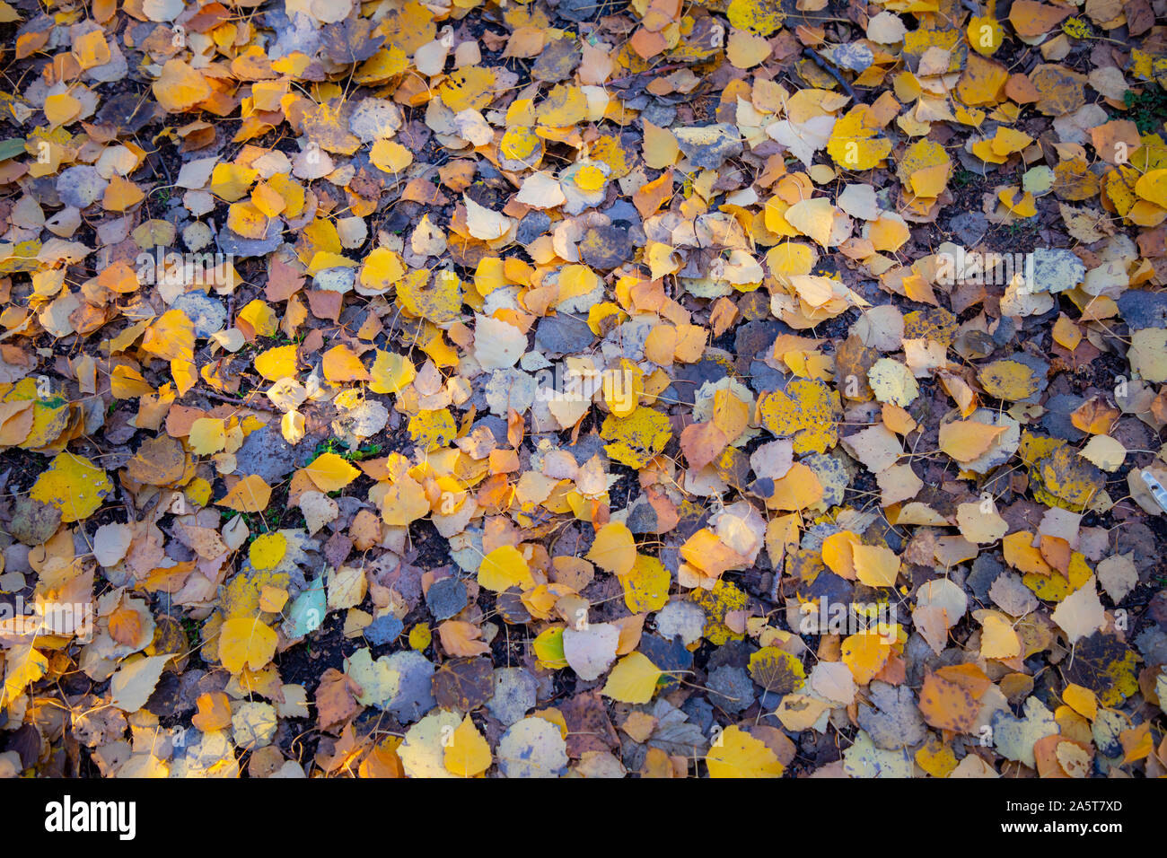 Blätter der Birke, Herbst, Verdorrte, gelblich, auf dem Boden liegen, Stockfoto