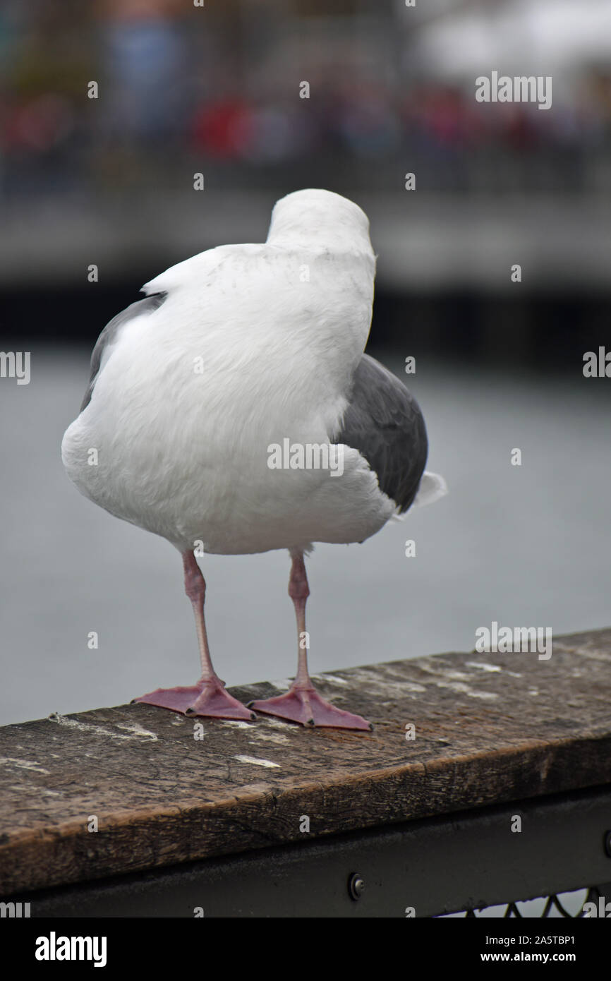 Sea Gull Stockfoto