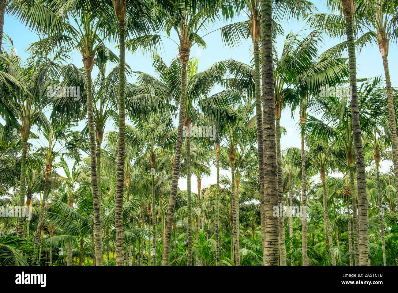 Palmen in der tropischen Palmenstrand und blauer Himmel Stockfoto