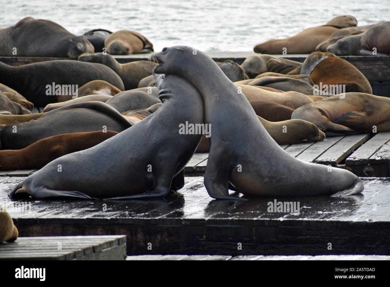 Seelöwen am Pier 39 Stockfoto
