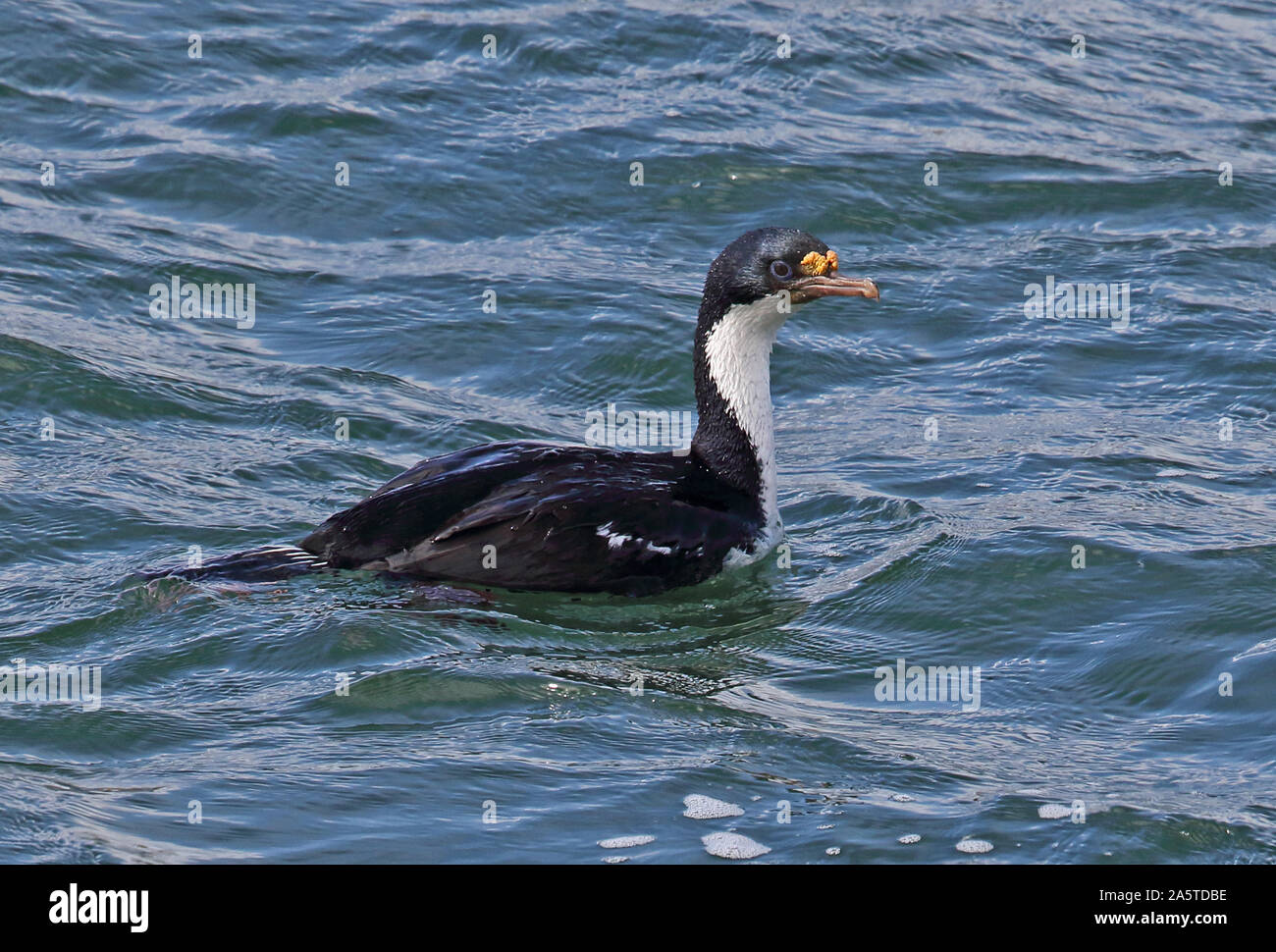 Imperial Shag (Dendrocopos atriceps atriceps) Erwachsenen Schwimmen im Meer Punta Arenas, magellansche Strait, Chile Januar Stockfoto