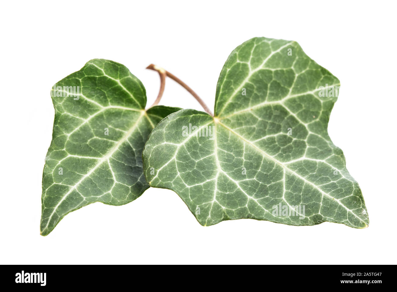 Heilpflanze Studien: Efeu (Hedera helix) Zwei jüngeren Blätter auf weißem Hintergrund Stockfoto