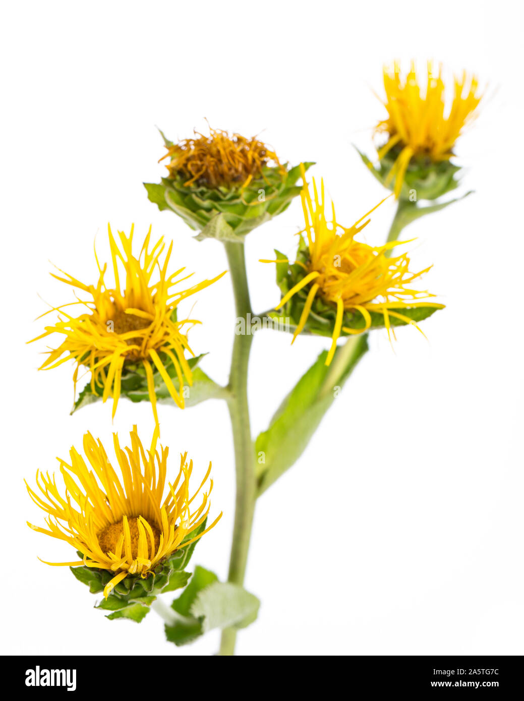 Heilende Pflanzen: Elecampane (Inula helenium) - Details der Blume auf weißem Hintergrund Stockfoto