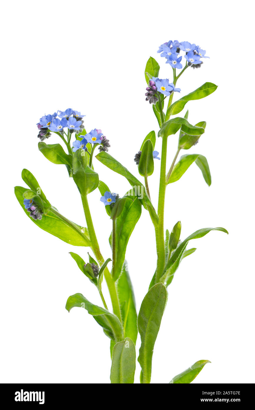 Heilende Pflanzen: Vergissmeinnicht (Myosotis) Pflanze mit Blumen auf weißem Hintergrund Stockfoto