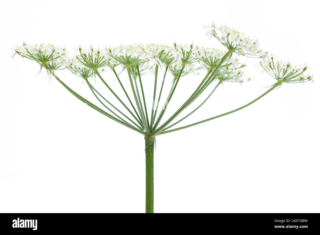 Wies scharfkraut (Heracleum sphondylium) - Blume Seite Stockfoto