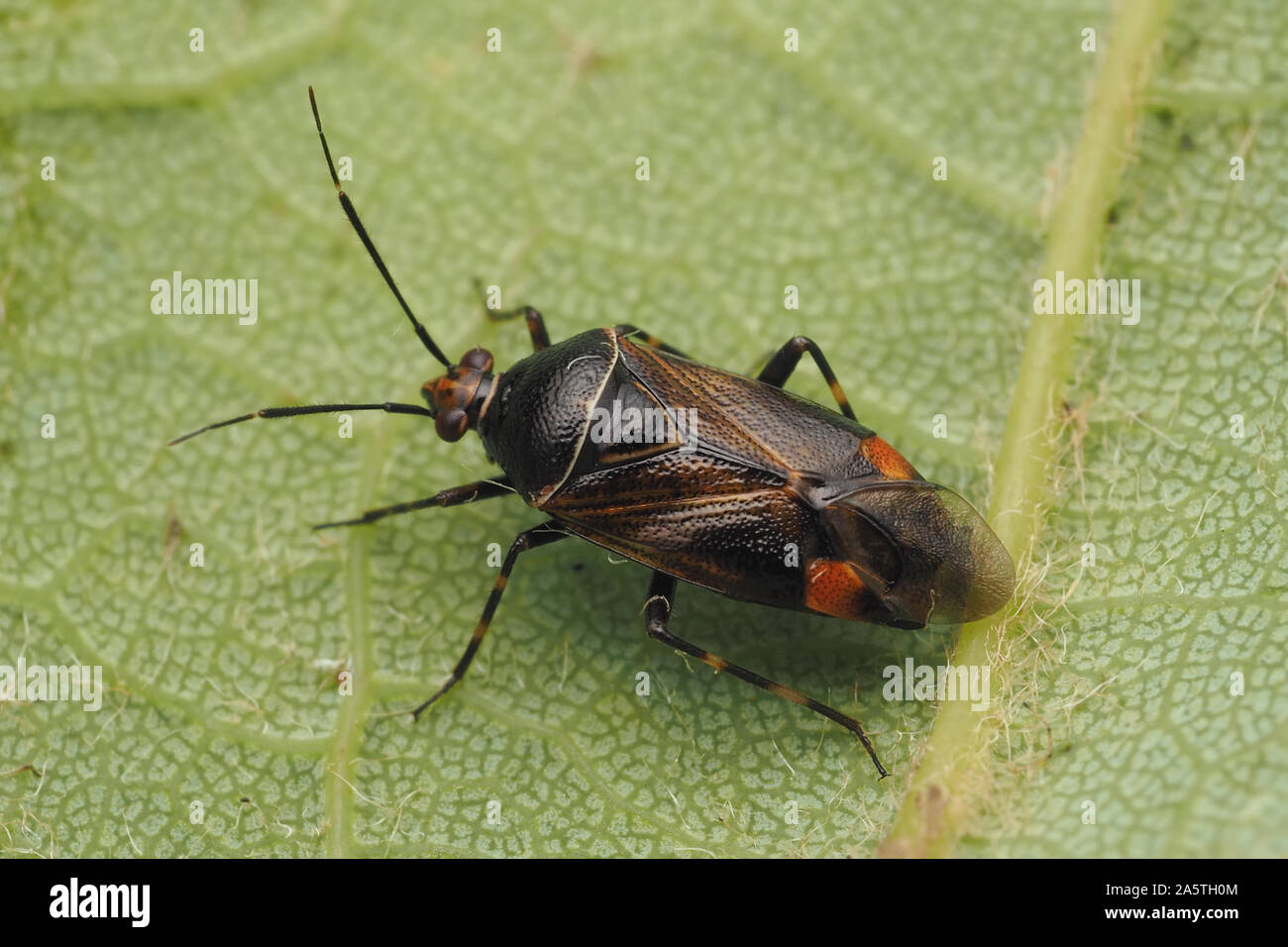 Männliche Deraeocoris flavilinea Mirid Bug auf der Unterseite von Sycamore Blatt. Tipperary, Irland Stockfoto