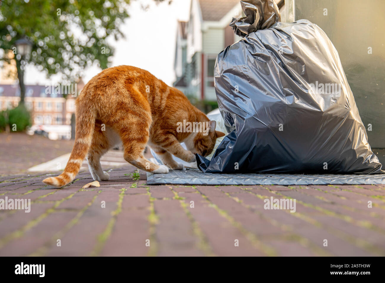 Katze auf der Suche nach Nahrung in dem Behälter auf den Straßen der Stadt. Sommer und Sunrise Stockfoto