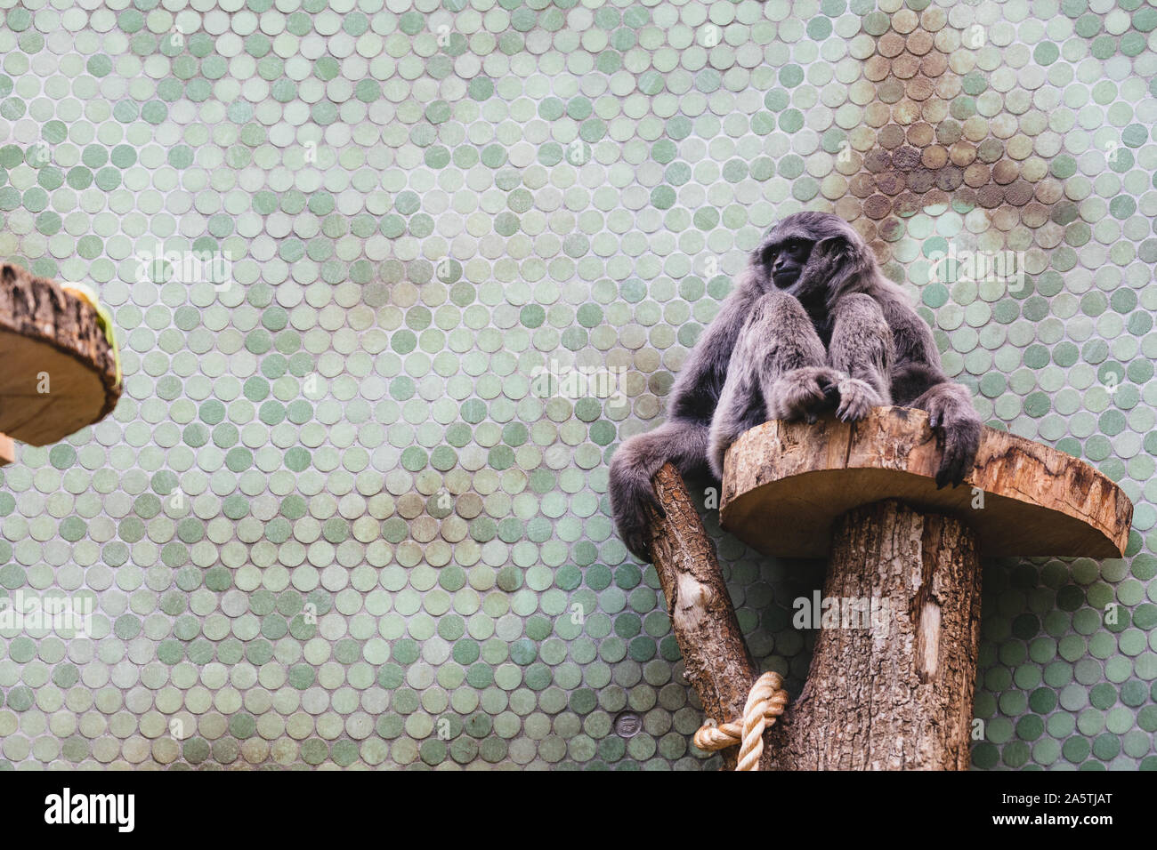 Alte silberne Gibbon sitzen auf einem Baum in einem Zoo suchen Stockfoto