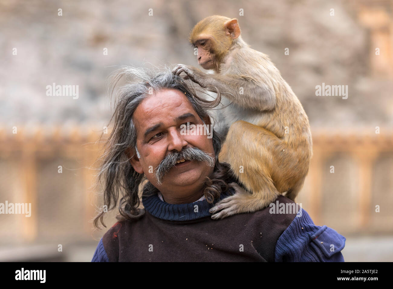 Ein macaque Affen sitzt auf den Schultern eines Mannes und pflegt seine Haare. Stockfoto