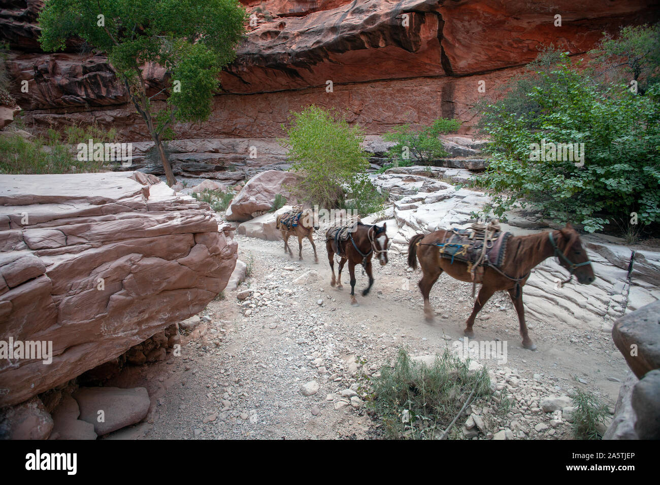 Pack Pferde laufen einzelne Datei durch rocky mountain Terrain Stockfoto