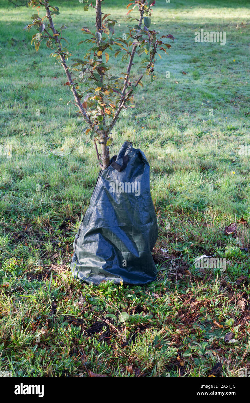 Slow Release Baum Bewässerung Tasche Stockfoto