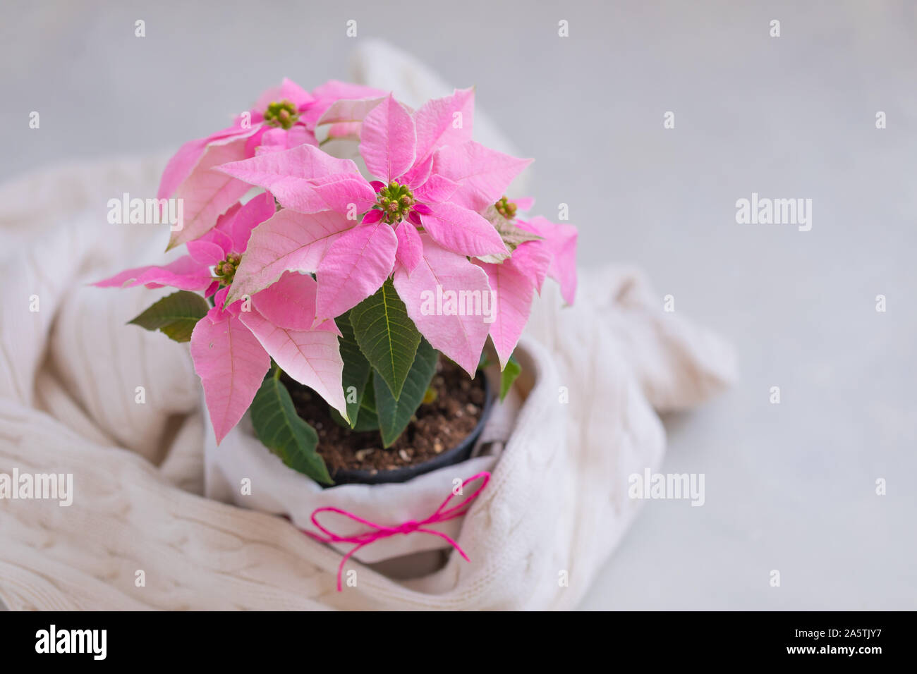 Weihnachten Postkarten Stockfoto