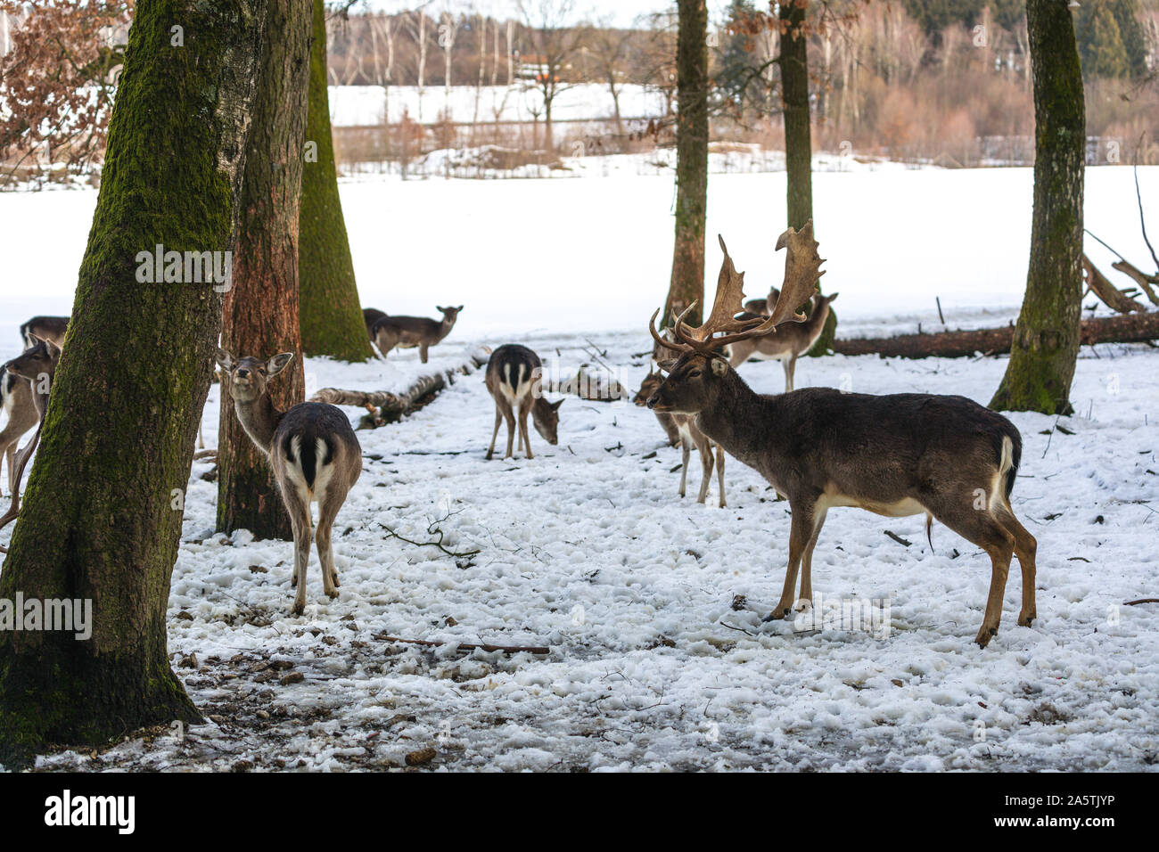 Mehrere Rehe im Wald im Winter Stockfoto