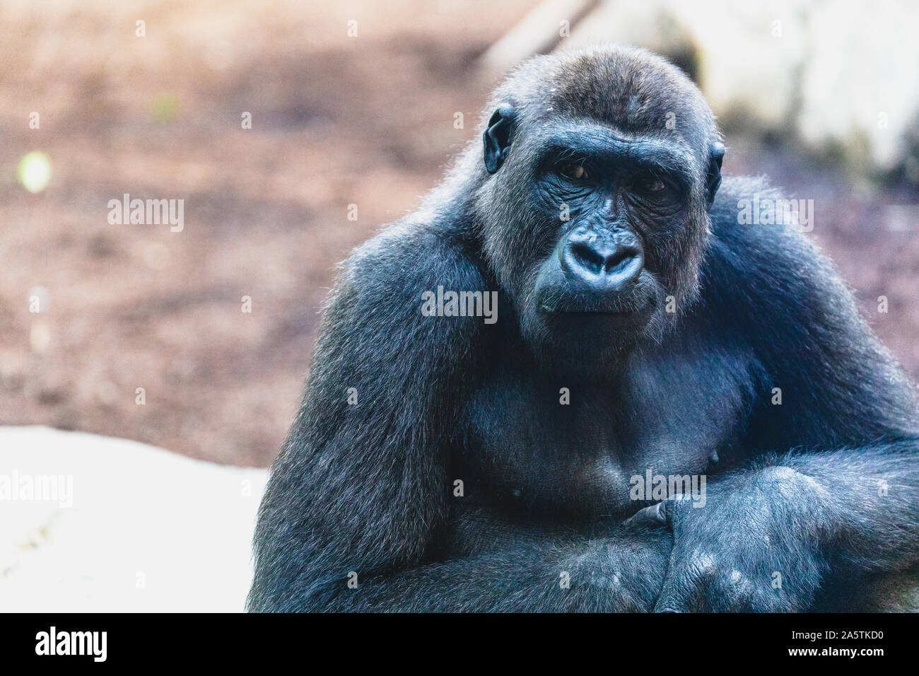 Close-up Gorilla im ZOO Stockfoto