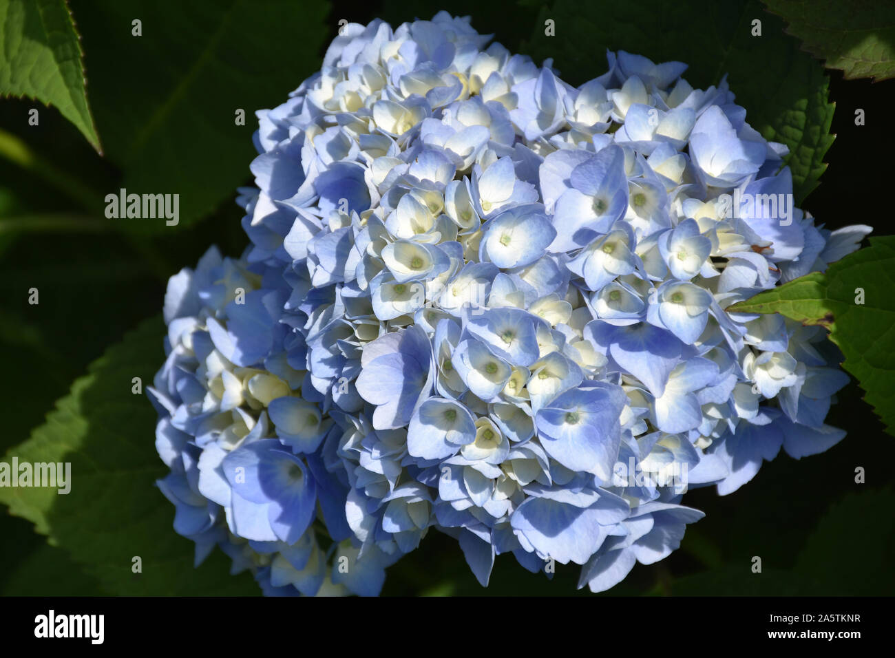 Große Blüte blaue Hortensien Blüten auf einen Busch. Stockfoto