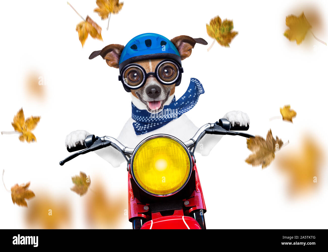 Motorrad Jack Russell Hund fährt ein Motorrad mit Sonnenbrille auf weißem Hintergrund in windigen Herbst isoliert mit Blättern um Fliegen Stockfoto