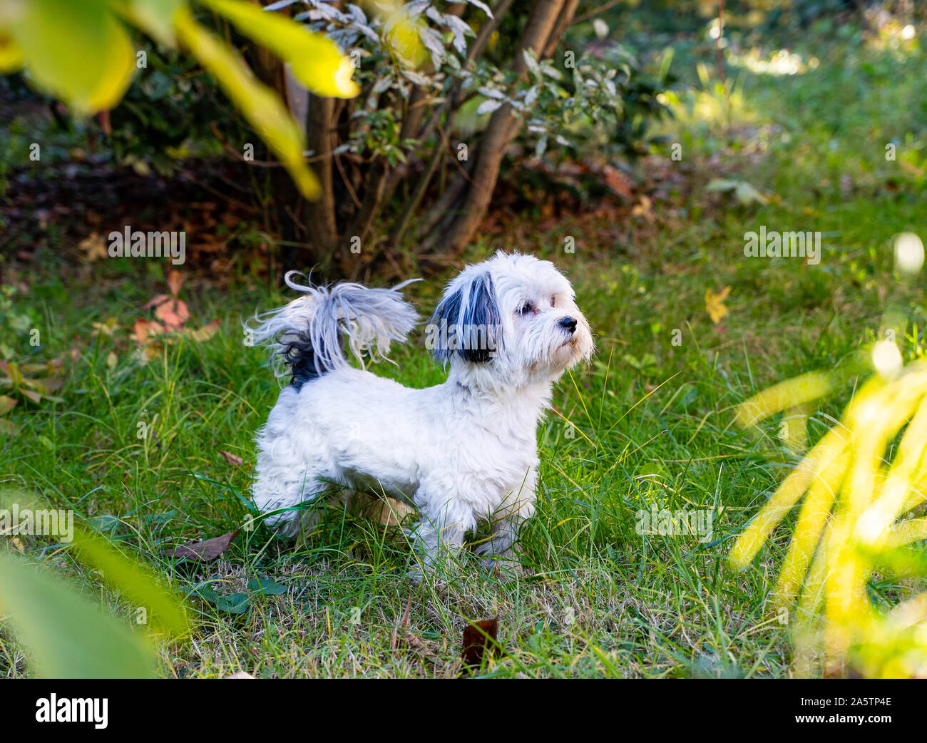 Bichon Havanese Rüde im Garten. Weißes und schwarzes Fell. Kurze Beine und großer Schwanz. Stockfoto