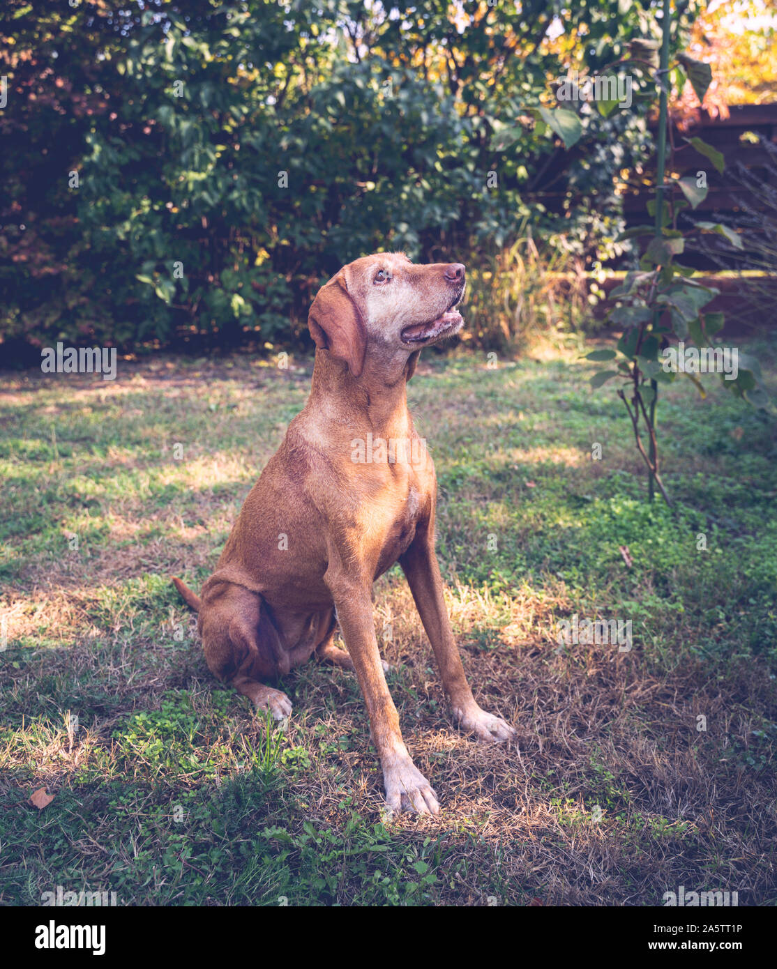 Porträt eines ungarischen Vizsla-Hundes. Der Hund passt auf und wartet auf Essen. Altes Tier mit gegrilltem Fell. Unscharfer Hintergrund. Stockfoto