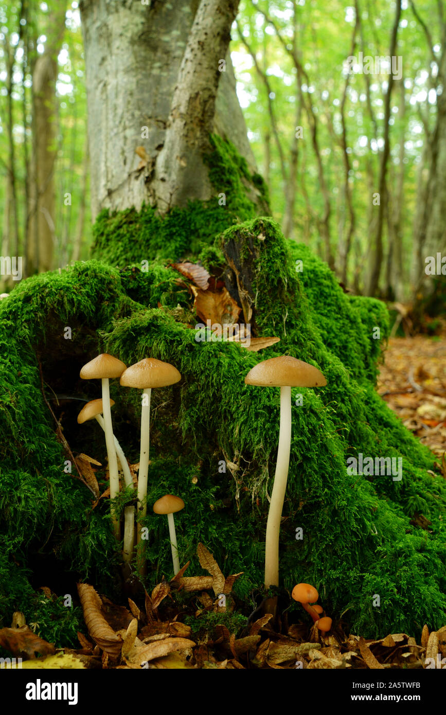 Eine Art von Kappe und Schaft Pilze auf der Basis einer Hainbuche Baum wächst. Stockfoto