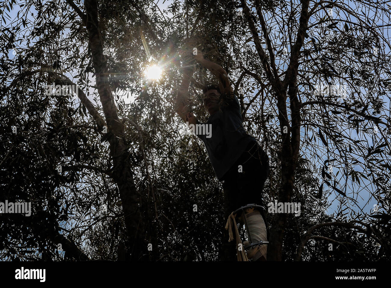 Palästinensische verletzte und Amputierte beteiligen sich an den jährlichen olive Harvest Festival im Gazastreifen, am 21.Oktober 2019. Foto von Abed Rahim Khatib Stockfoto