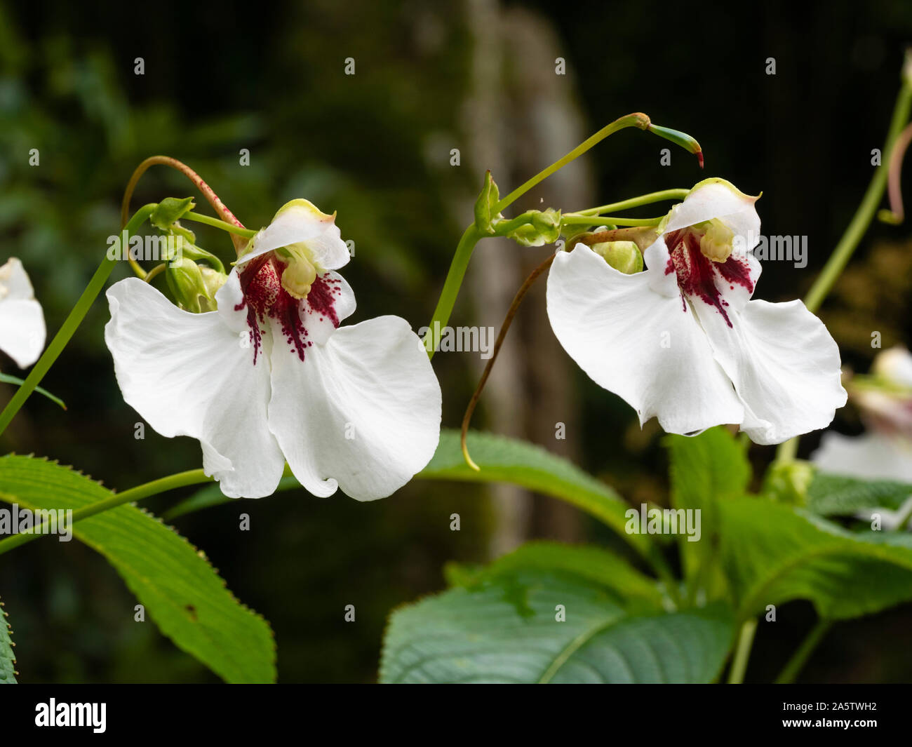Red Eyed weißen Blüten der Strauchigen, Hardy, exotische Balsam, Impatiens, dolmetsch Stockfoto