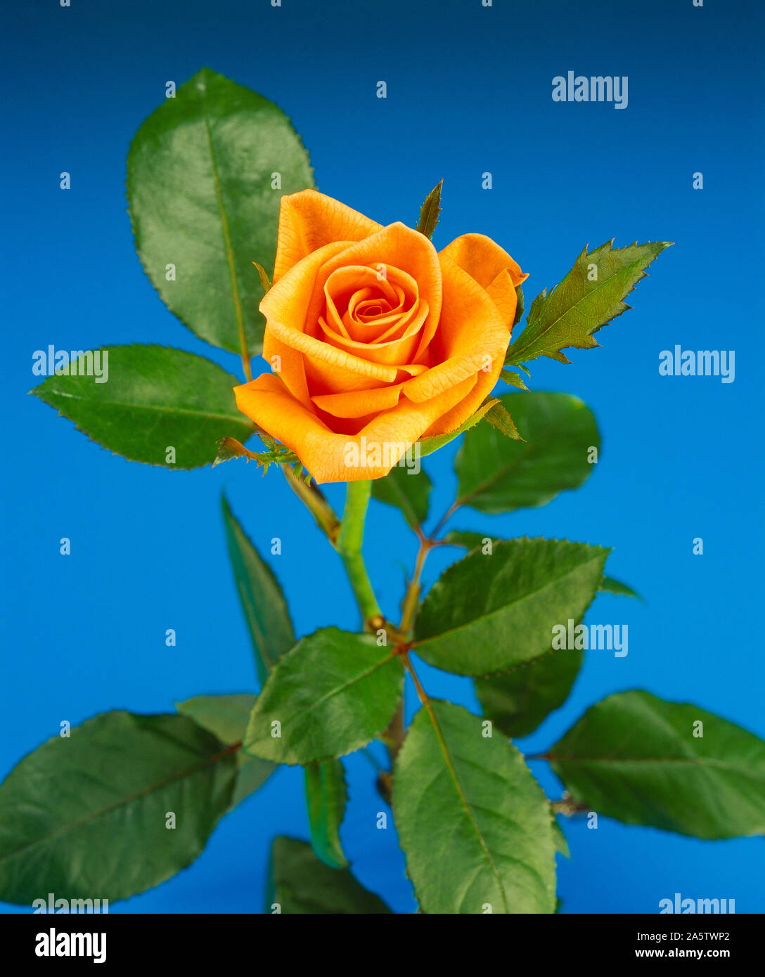 Immer noch leben. Schnittblume. Studio in der Nähe von einzelnen orange rose bloom. Stockfoto