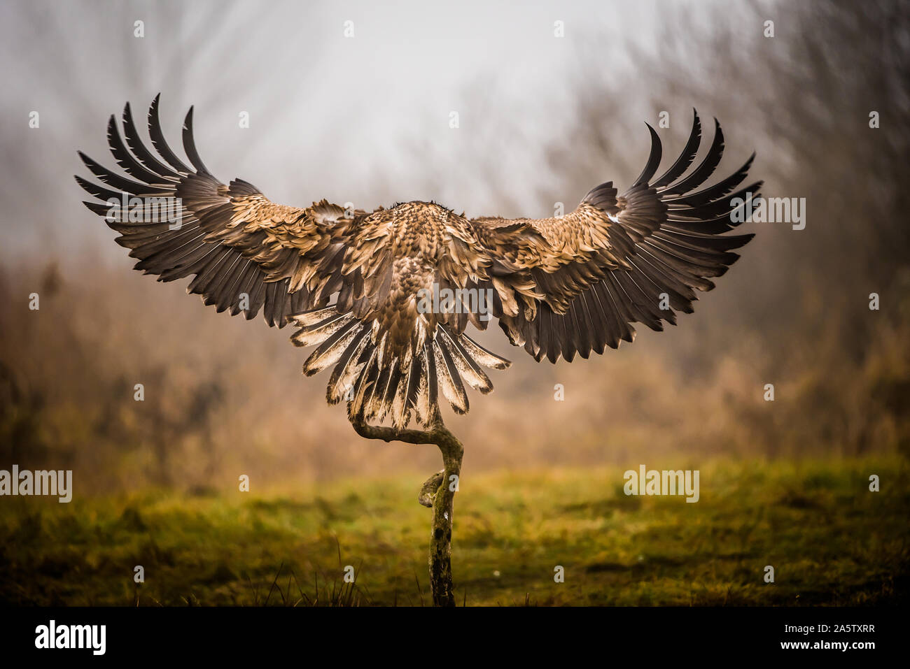 Seeadler Landung auf einem Zweig mit vollständig geöffneten Flügel Stockfoto