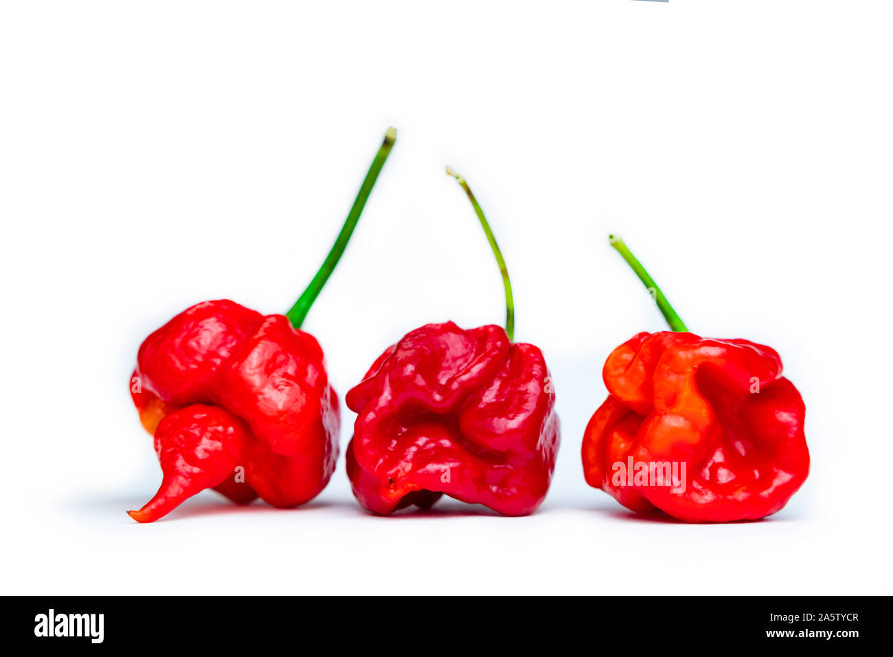 Gruppe von Trinidad Moruga Scorpion (Capsicum chinense). Frische red hot chili peppers auf weißem Hintergrund. Stockfoto