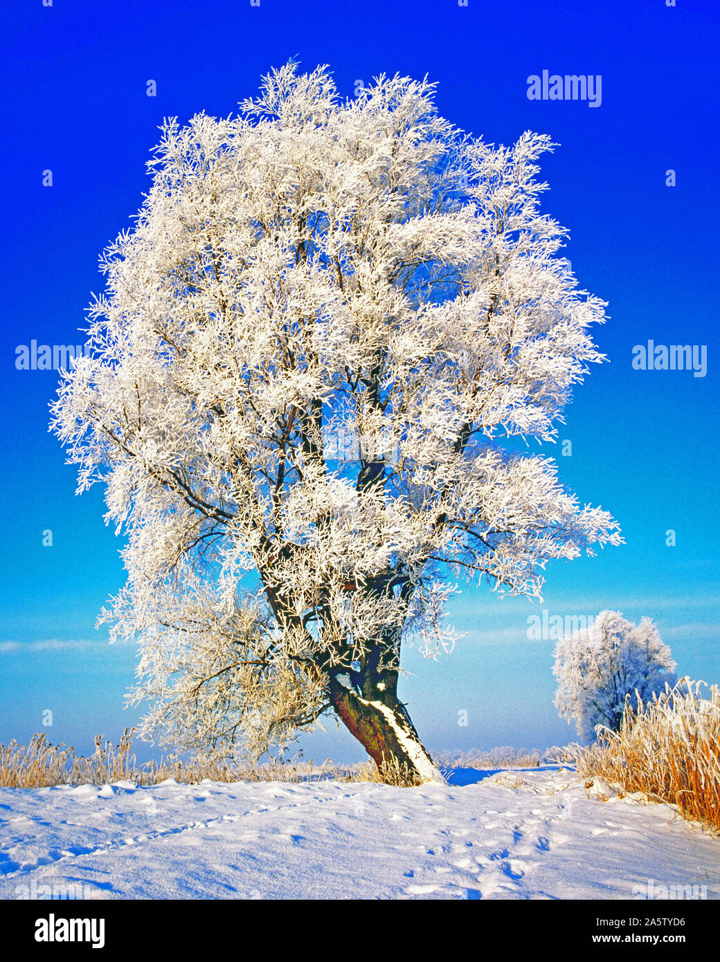 Vereister Baum im Winter Stockfoto